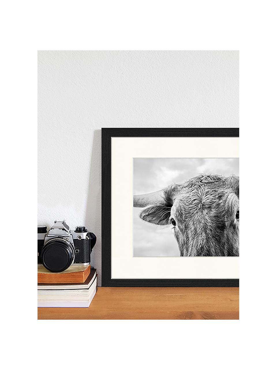 Ingelijste digitale print Texas Longhorn Steer In Rural Utah, Afbeelding: digitale print op papier,, Lijst: gelakt hout, Zwart, wit, B 43 cm x H 33 cm