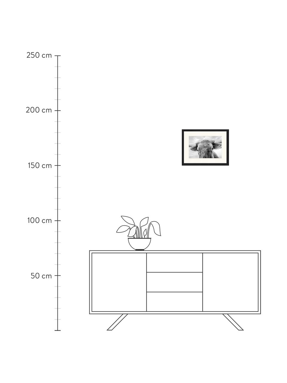 Stampa digitale incorniciata Texas Longhorn Steer In Rural Utah, Immagine: stampa digitale su carta,, Cornice: legno, verniciato, Nero, bianco, Larg. 43 x Alt. 33 cm