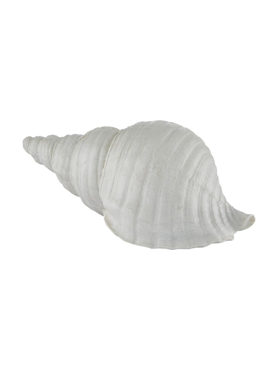 Coquillage déco Serafina Shell, Blanc