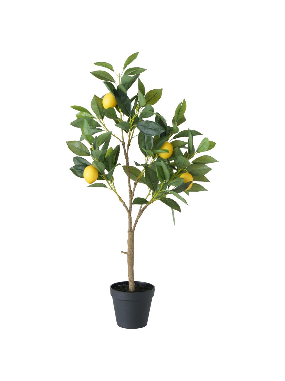 Planta artificial limonero Gino, Plástico, Multicolor, An 30 x Al 73 cm