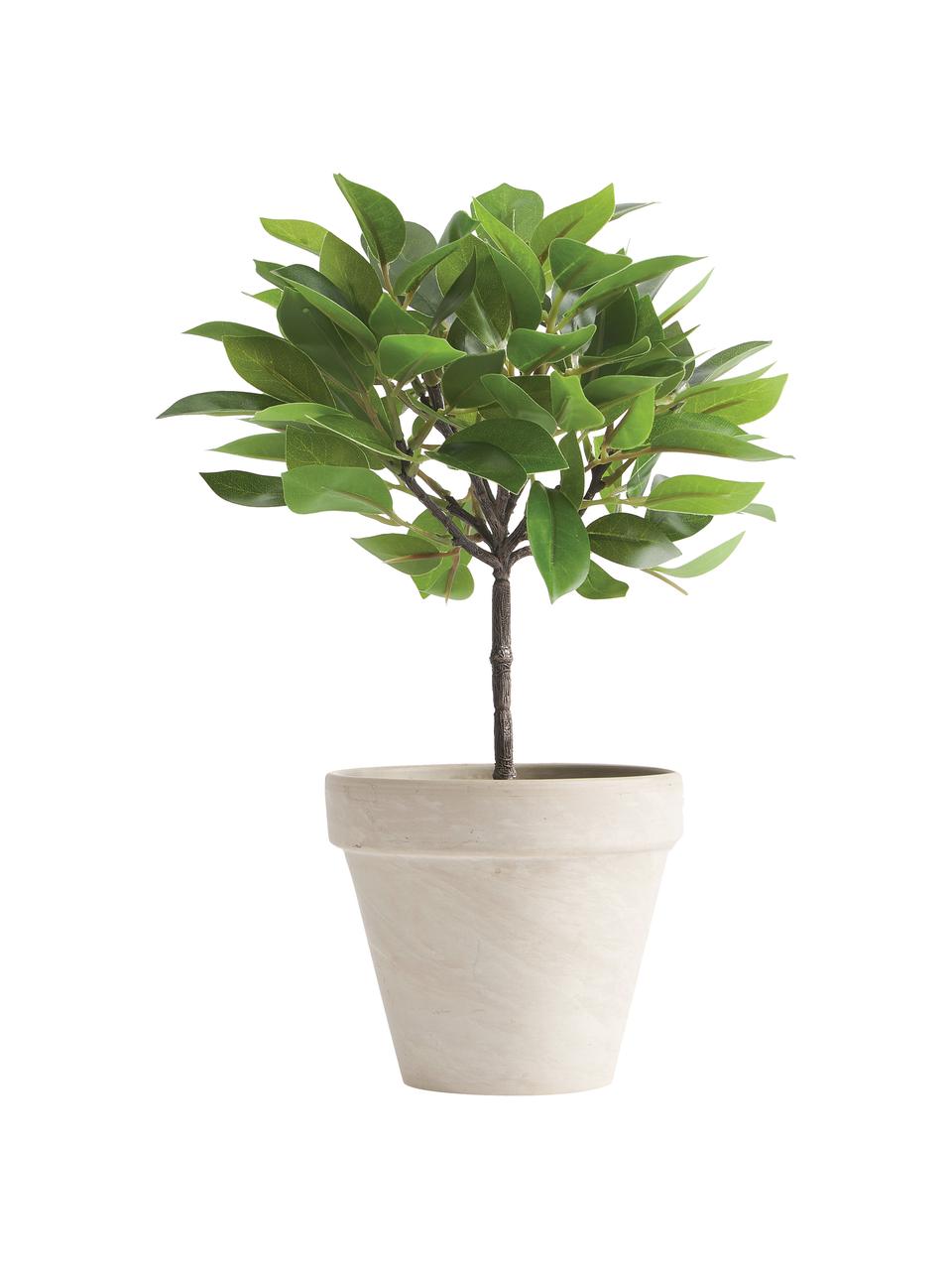 Planta artificial Anubias, Plástico, Verde, negro, Ø 20 x Al 27