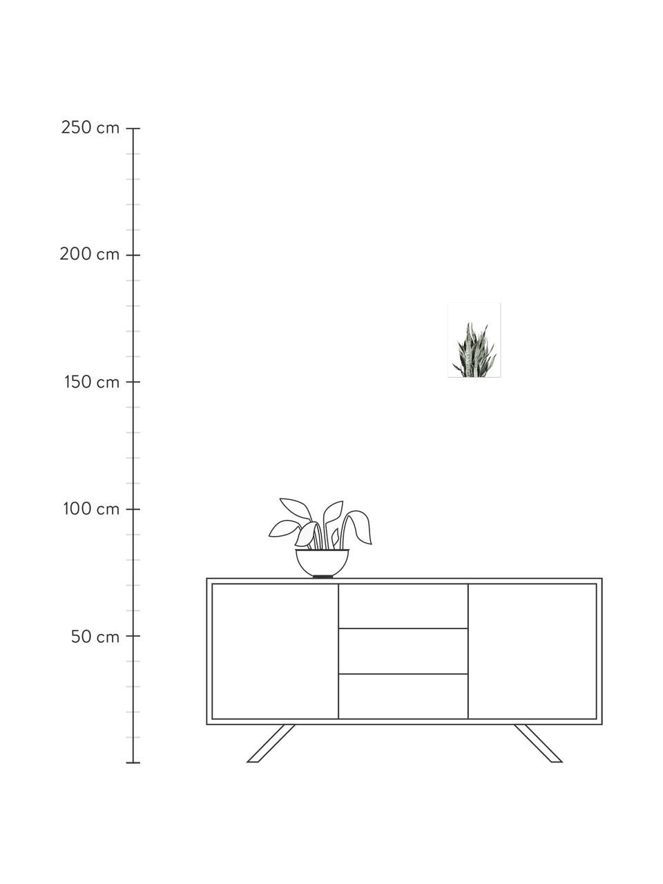 Plakát Sanseviera, Digitální tisk na papír, 200 g/m², Bílá, růžová, zelená, Š 21 cm, V 30 cm