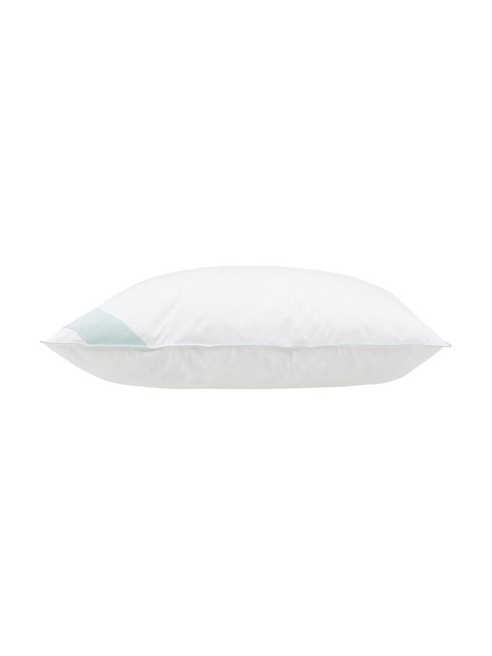 Oreiller en duvet Premium, intermédiaire, Intermédiaire, larg. 80 x long. 80 cm