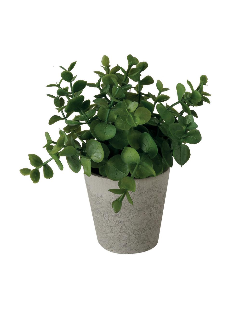 Künstliches Topfpflanzen-Set Timothy, 3-tlg., Kunststoff, Grün, Grau, Ø 16 x H 18 cm