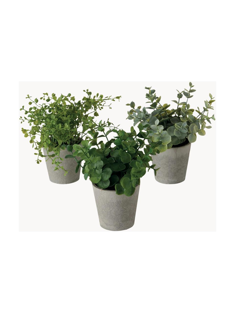 Plantas artificiales con macetas Timothy, 3 uds., Plástico, Verde, gris, L 18 cm