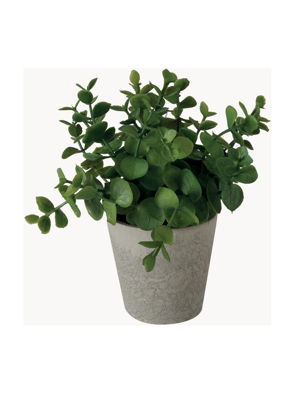 Plante artificielle en pot Timothy, 3 élém., Plastique, Vert, gris, long. 18 cm