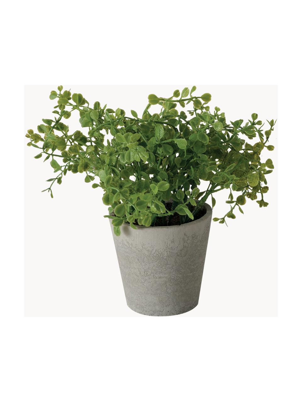 Künstliche Topfpflanzen Timothy, 3er-Set, Kunststoff, Grün, Grau, L 18 cm