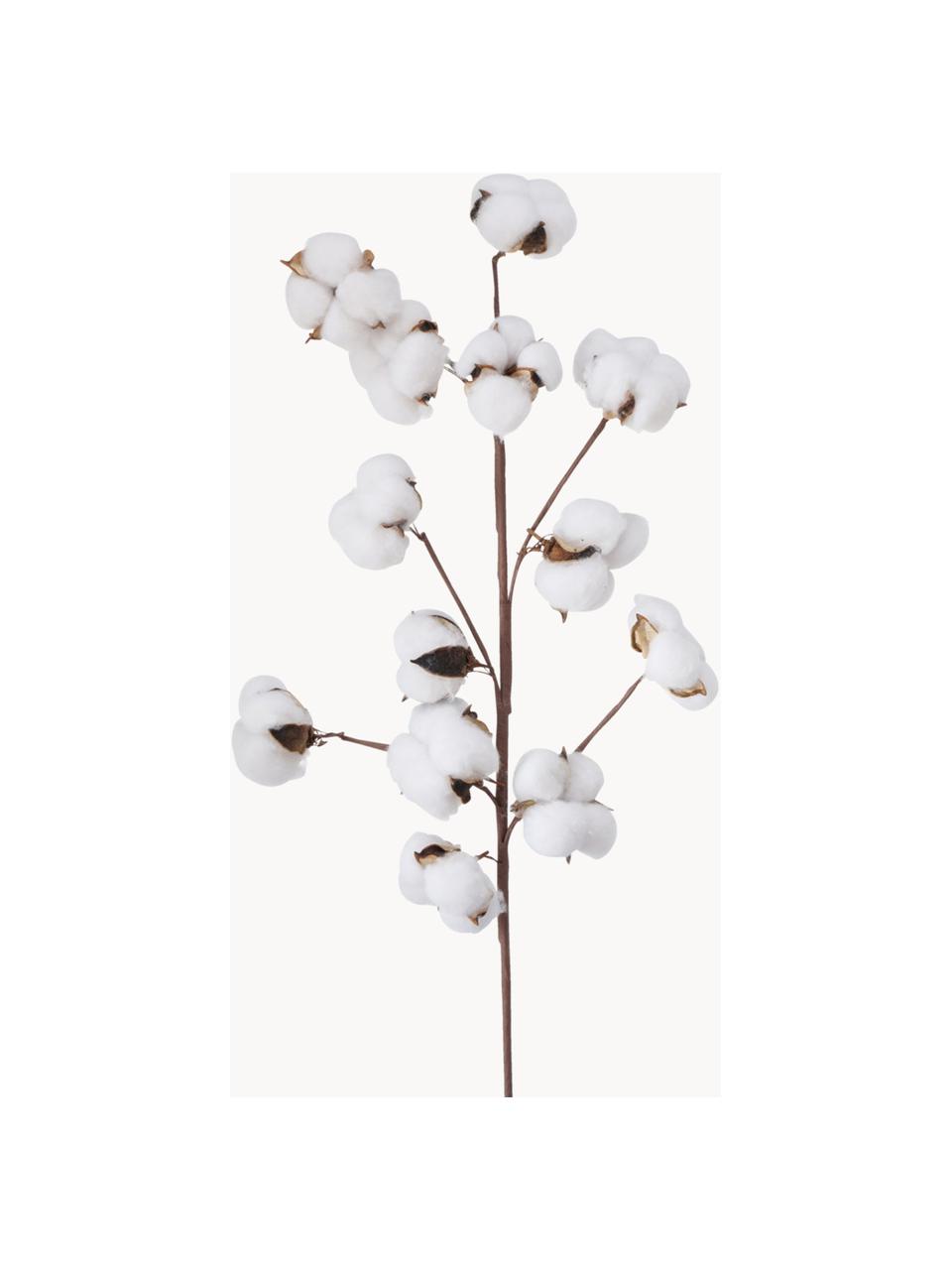 Branche décorative Cotton, Fibre naturelle, polyester, papier, Brun, blanc, long. 68 cm