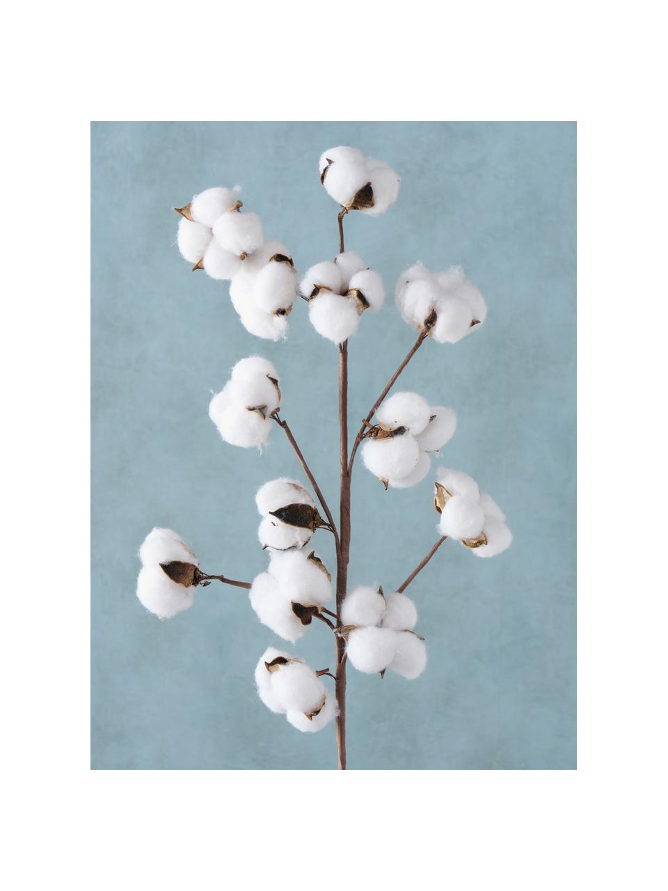 Ramo decorativo Baumwolle, Fibra naturale, poliestere, carta, Marrone, bianco, Lunghezza 68 cm