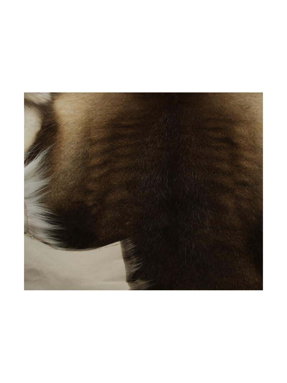 Alfombra de piel de reno Adrastea, Piel de reno, curtida, Tonos marrones, blanco, Piel de reno única 067, 75 x 115 cm