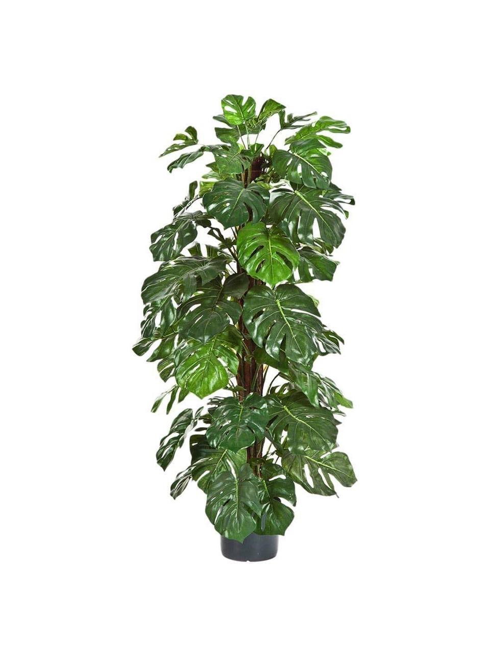 Planta artificial Philo, Fibra sintética, Verde, negro, Ø 40 x Al 120 cm