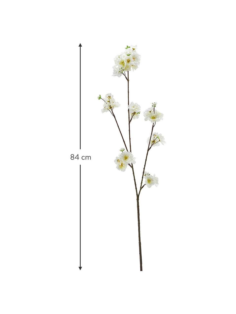 Flor artificial Kirschblüte, Plástico, Blanco, amarillo, marrón, L 84 cm