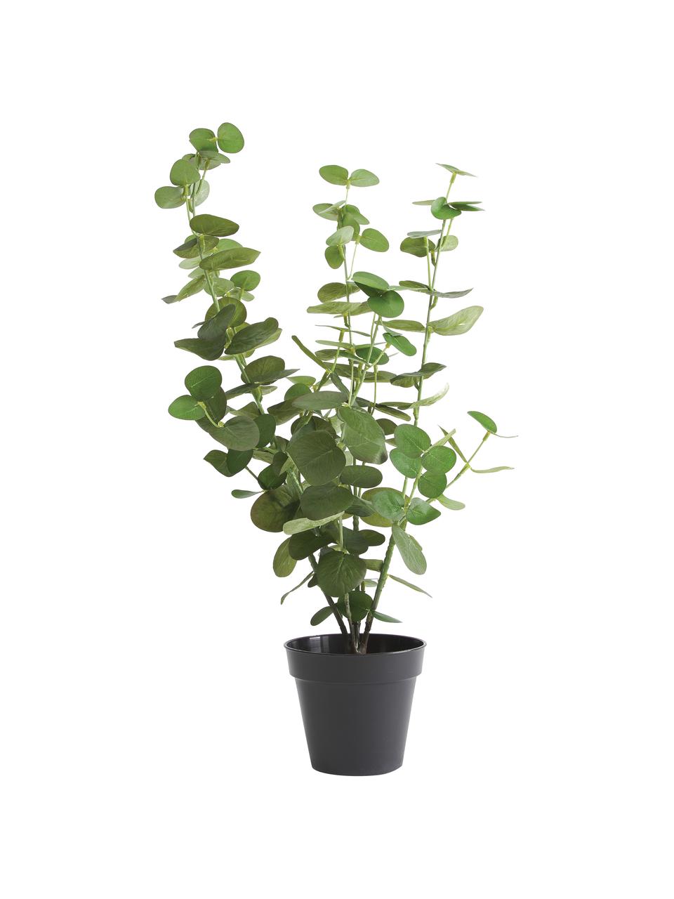 Planta artificial Eucalyptus, Plástico, Verde, negro, Ø 22 x Al 55