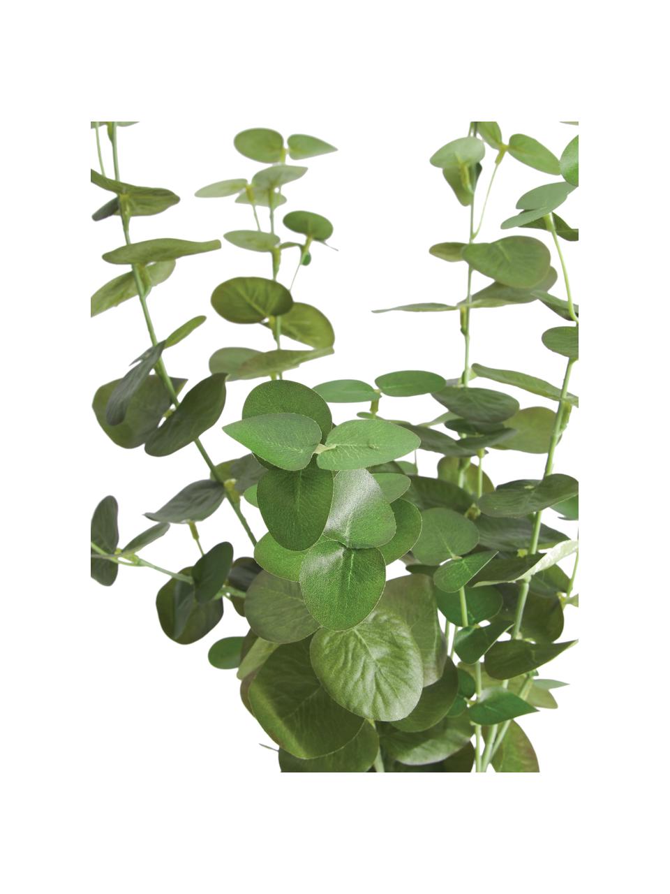 Planta artificial Eucalyptus, Plástico, Verde, negro, Ø 22 x Al 55