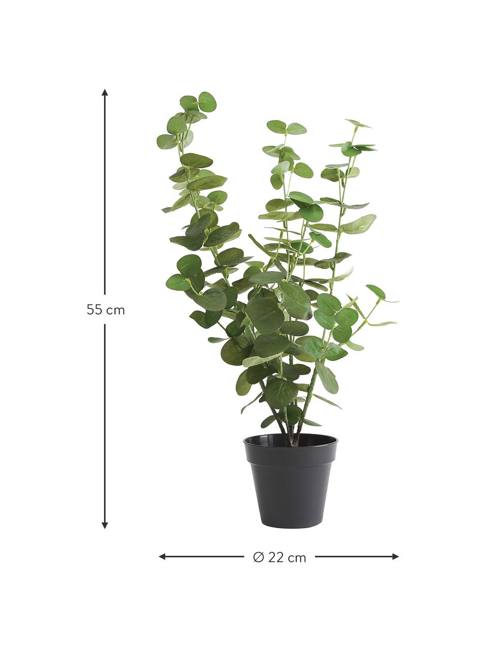 Planta artificial Eucalyptus, Plástico, Verde, negro, Ø 22 x Al 55