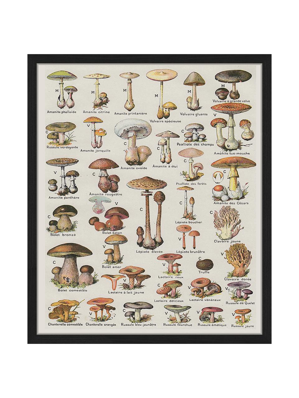 Stampa digitale incorniciata Mushroom Vintage Poster, Immagine: stampa digitale su carta,, Cornice: legno verniciato, Multicolore, Larg. 53 x Alt. 63 cm