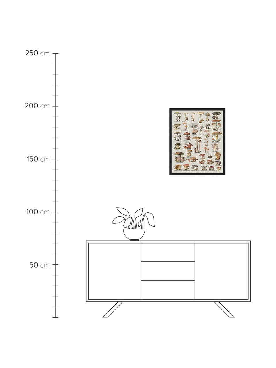 Impression numérique encadrée Mushroom Vintage Poster, Multicolore, larg. 53 cm, haut. 63 cm