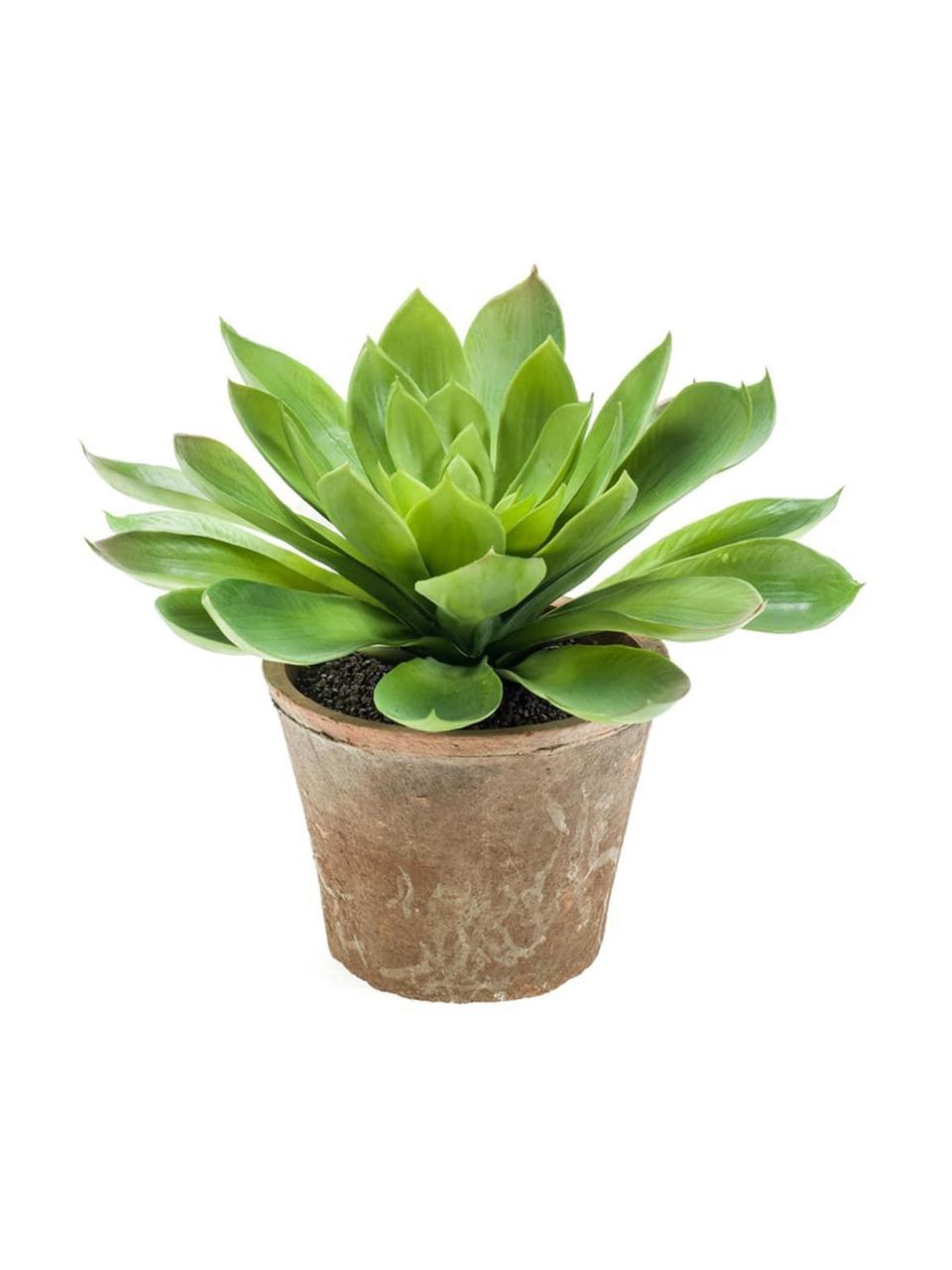 Planta artificial Suculenta, Verde, Ø 30 x Al 30 cm