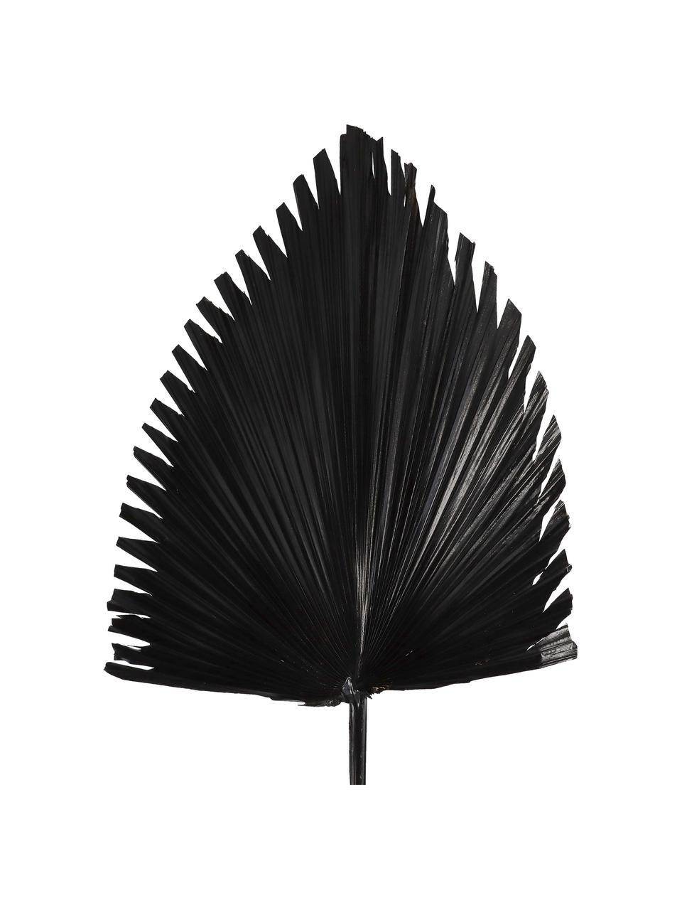 Fleur artificielle Palm Leaf, Polyester, Noir, larg. 40 x haut. 85 cm