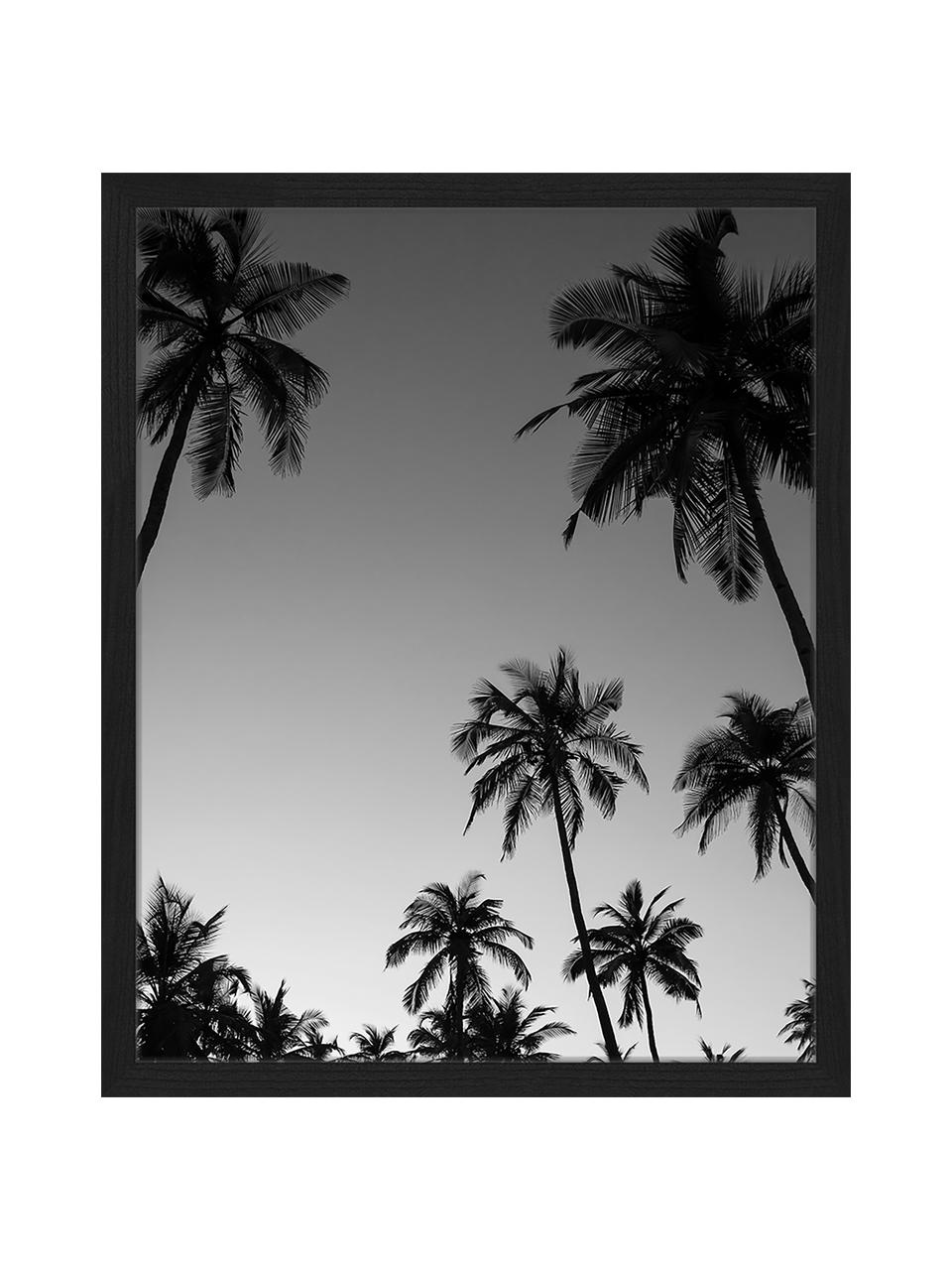 Stampa digitale incorniciata Palm Trees Silhouette At The Sunset, Immagine: stampa digitale su carta,, Cornice: legno verniciato, Nero, bianco, Larg. 43 x Alt. 53 cm