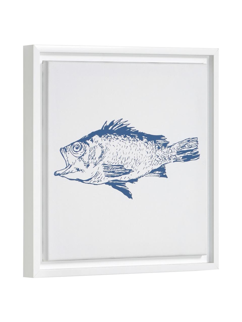 Impression numérique encadrée Lavinia Fish, Blanc, bleu, larg. 30 x haut. 30 cm