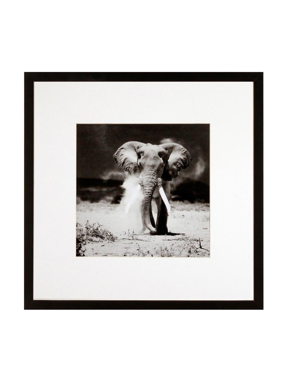 Gerahmter Digitaldruck Elephant, Bild: Digitaldruck, Rahmen: Kunststoffrahmen mit Glas, Elephant, B 40 x H 40 cm