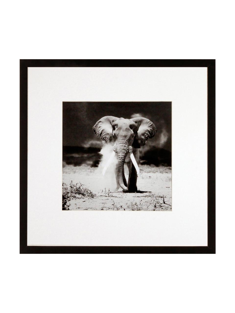 Impression numérique encadrée Elephant, Noir, blanc, larg. 40 x haut. 40 cm