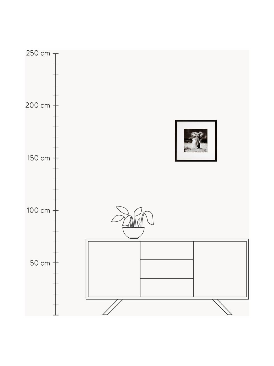 Oprawiony druk cyfrowy Elephant, Czarny, biały, S 40 x W 40 cm