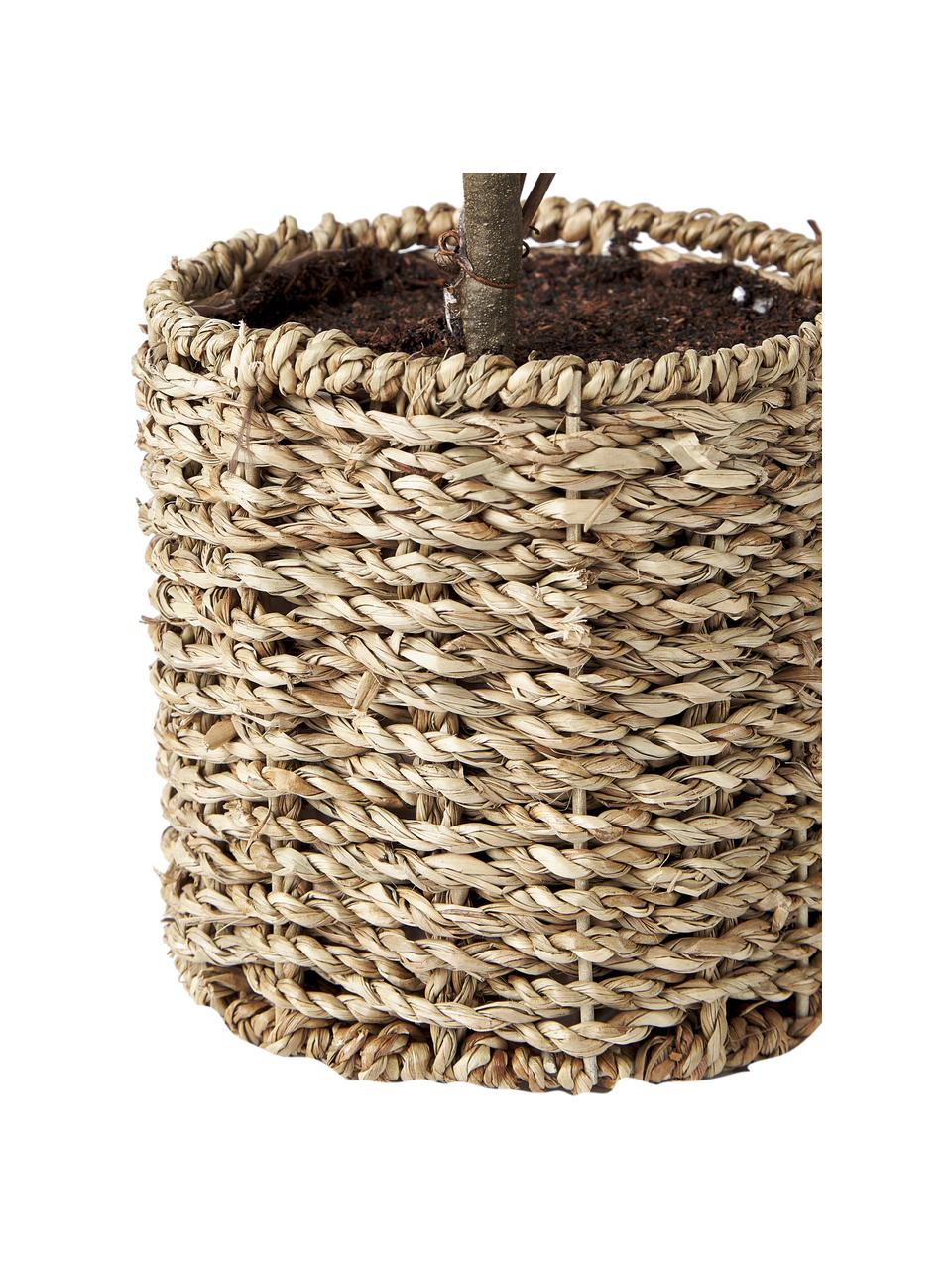 Handgemaakte kunstboom Moni, Pot: rotan, Groen, bruin, Ø 20 x H 43 cm