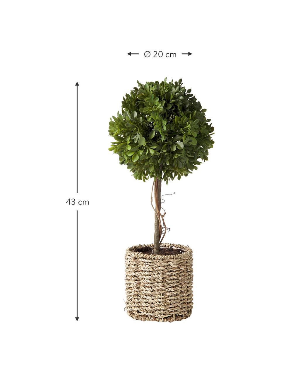 Albero artificiale fatto a mano Moni, Recipiente: rattan, Verde, marrone, Ø 20 x Alt. 43 cm