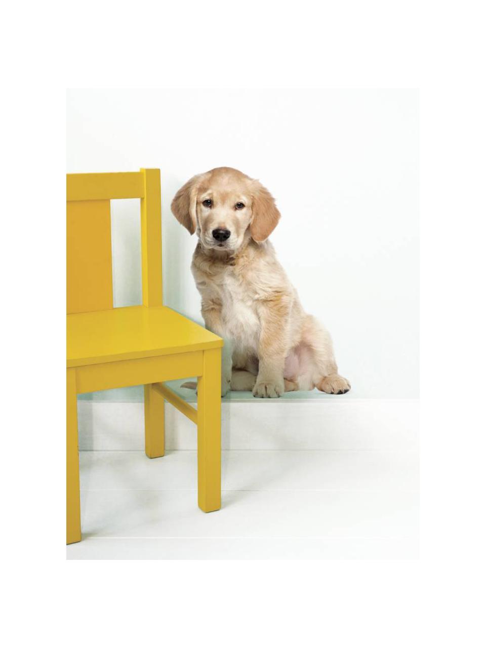 Fototapeta Golden Retriever, Matná samolepící vinylová fólie, Potah: béžová Nohy: černá, Š 34 cm, V 43 cm