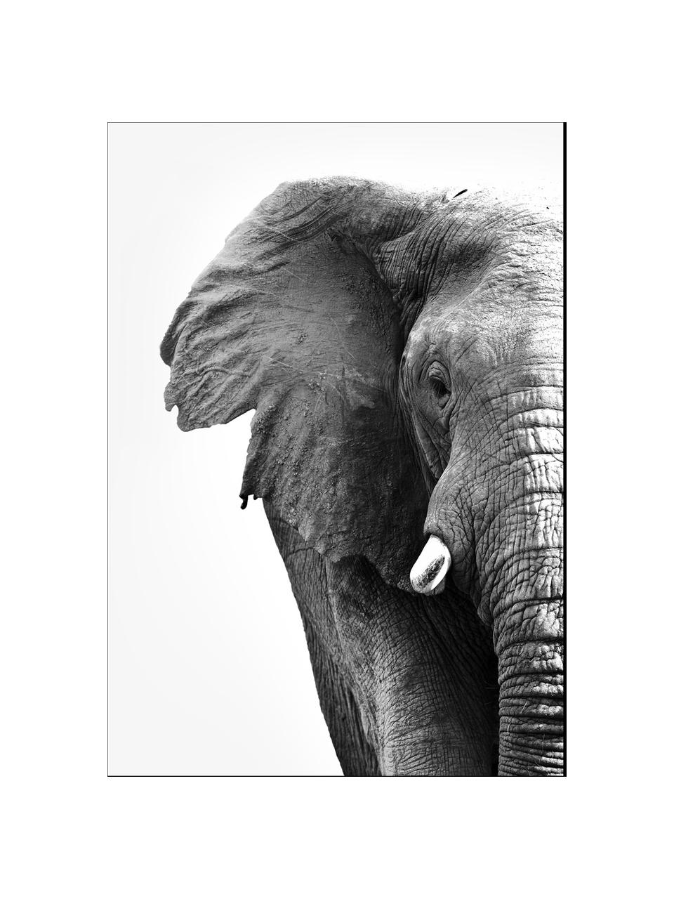 Impresión digital enmarcada White Elephant, Fotografía: impresión digital sobre p, Parte trasera: tablero de fibras de dens, Negro, blanco, An 30 x Al 40 cm
