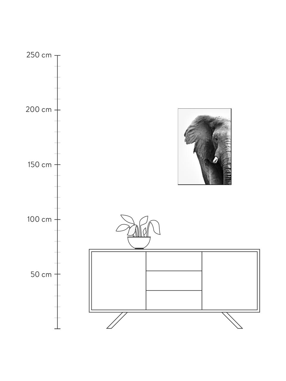 Ingelijste digitale print White Elephant, Afbeelding: digitale druk op papier (, Lijst: gelakt HDF, Zwart, wit, B 30 x H 40 cm