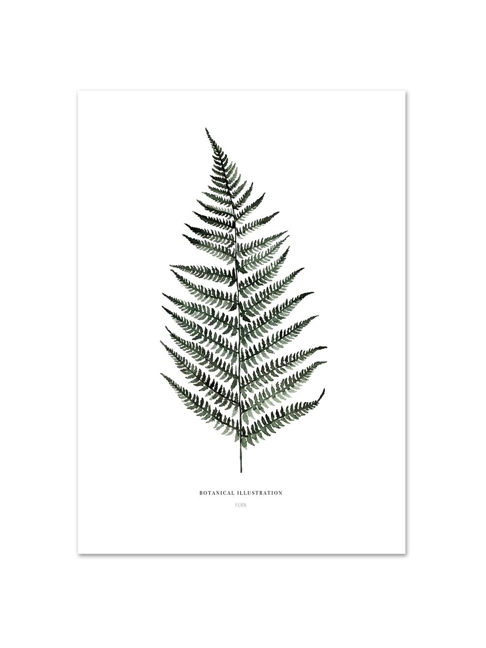 Plagát Fern, Digitálna tlač na papieri, 200 g/m², Biela, zelená, Š 30 , V 42 cm