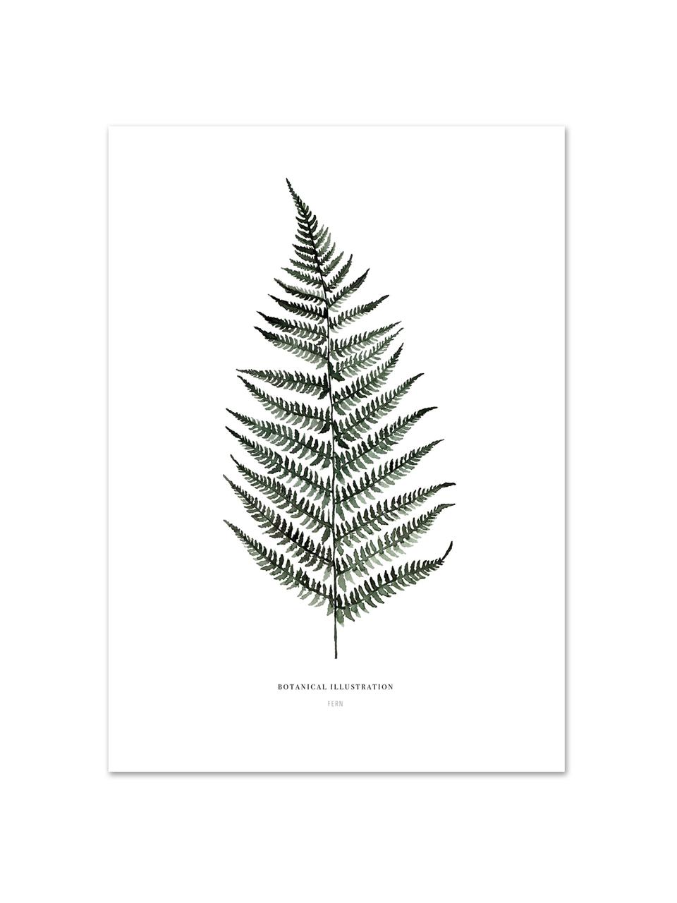 Poster Fern, Impression numérique sur papier, 200 g/m², Blanc, vert, larg. 30 x haut. 42 cm