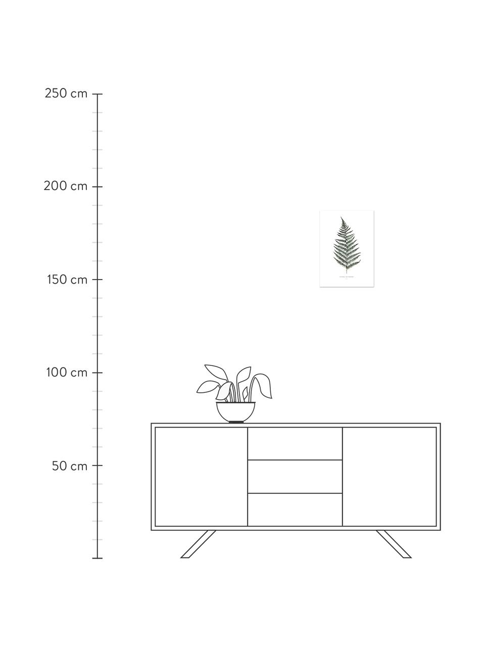 Plagát Fern, Digitálna tlač na papieri, 200 g/m², Biela, zelená, Š 30 , V 42 cm