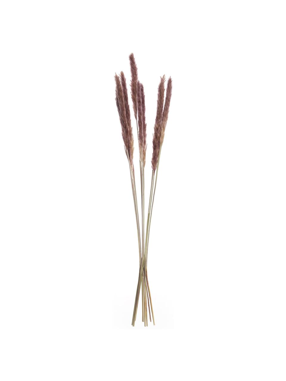 Dekoracyjna trawa pampasowa, Wysuszone kwiaty, Brązowy, D 70 cm