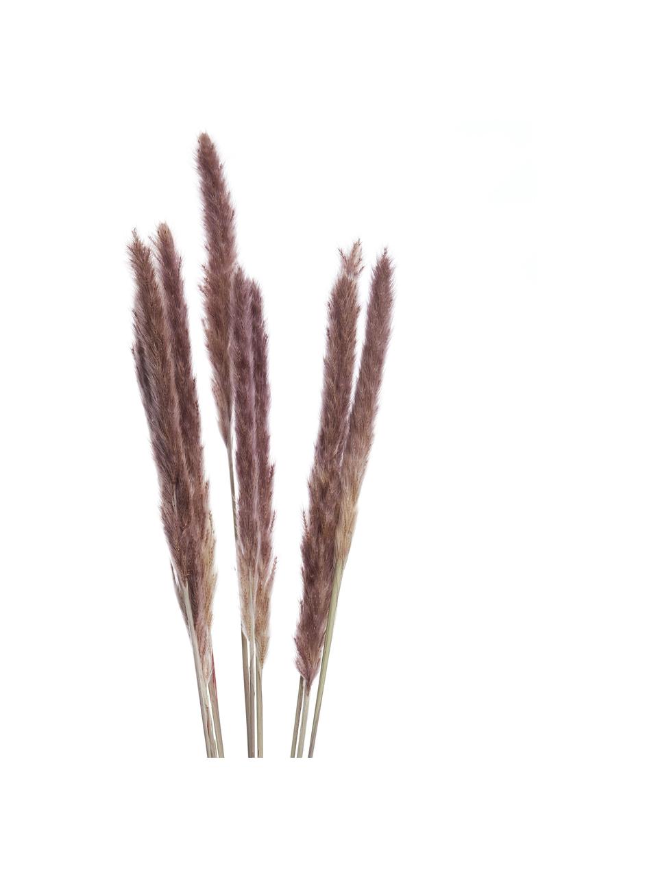 Sušené kvety- pampová tráva, Hnedá