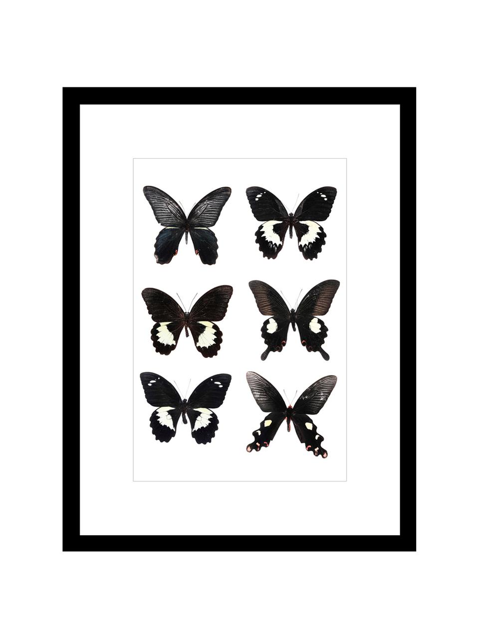 Impression numérique encadrée Butterflies Dark, Noir, blanc, larg. 30 x haut. 40 cm