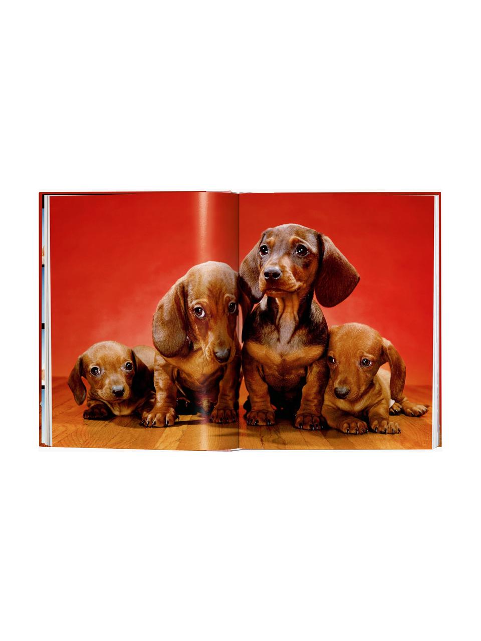 Bildband Dogs. Photographs 1941–1991, Papier, Hardcover, Dogs. Photographs 1941–1991, B 24 x H 32 cm