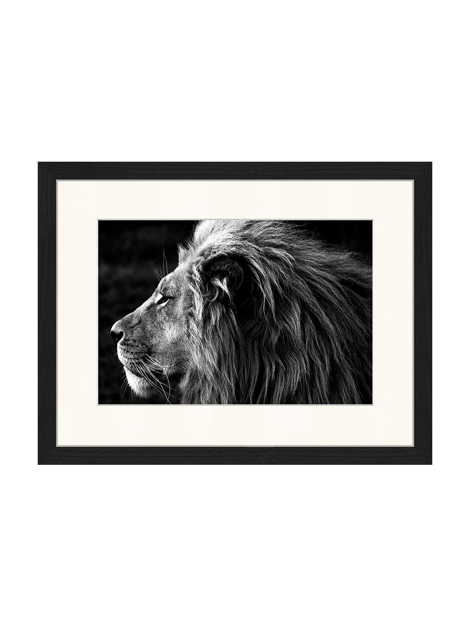 Gerahmter Digitaldruck Lose-Up Of A Lion, Bild: Digitaldruck auf Papier, , Rahmen: Holz, lackiert, Front: Plexiglas, Schwarz, Weiß, B 43 x H 33 cm