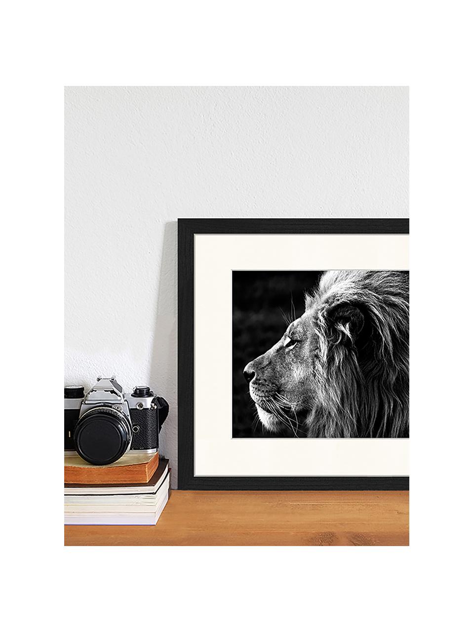 Gerahmter Digitaldruck Close-Up Of A Lion, Bild: Digitaldruck auf Papier, , Rahmen: Holz, lackiert, Front: Plexiglas, Lion, B 43 x H 33 cm