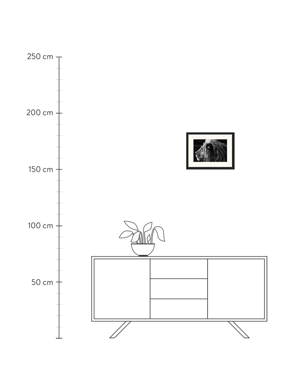 Ingelijste digitale print Close-Up Of A Lion, Afbeelding: digitale print op papier,, Lijst: gelakt hout, Lion, B 43 x H 33 cm