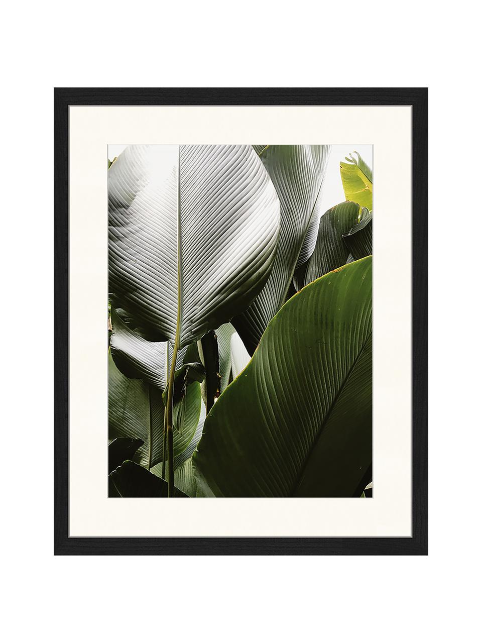 Ingelijste digitale print Palm Tree Leaves, Afbeelding: digitale print op papier,, Lijst: gelakt hout, Multicolour, B 43 cm x H 53 cm