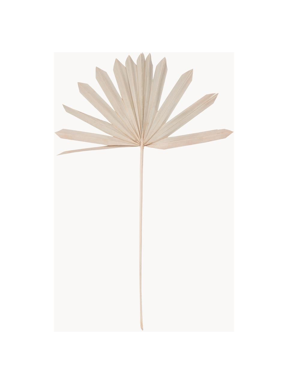 Palmblätter Flower Market, 4 Stück, Palmblätter, Beige, L 60 cm