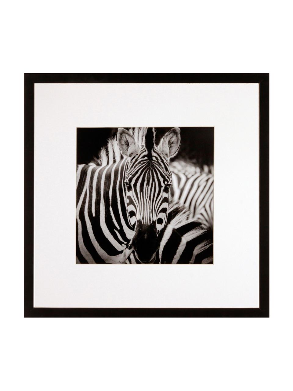 Ingelijste digitale print Zebra, Afbeelding: digitale print, Lijst: kunststof frame met glaze, Zwart, wit, 40 x 40 cm