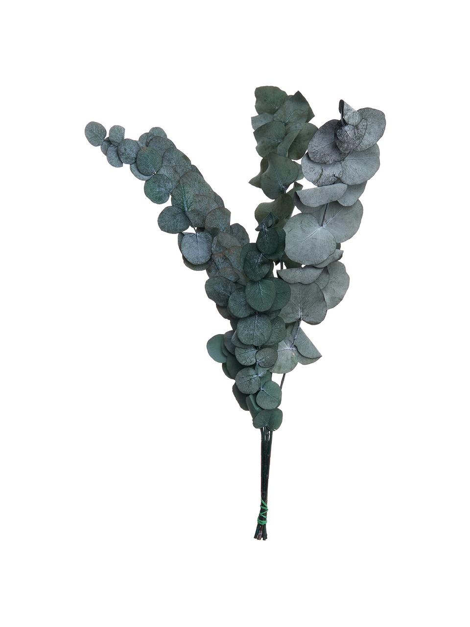 Flores de eucalipto secas, Flores secas, Verde, Al 60 cm