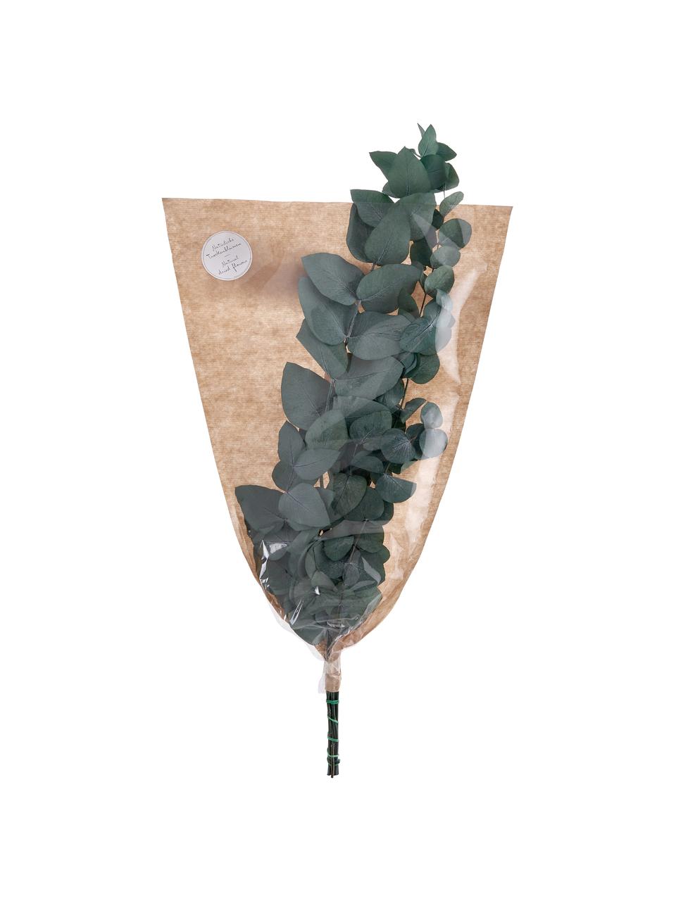 Flores de eucalipto secas, Flores secas, Verde, Al 60 cm