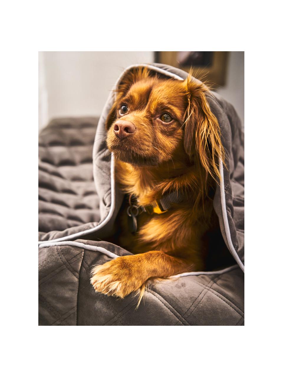 Manta acolchada para mascotas Oxford, tamaños diferentes, Tapizado: terciopelo (100% poliéste, Greige, gris claro, An 68 x L 98 cm