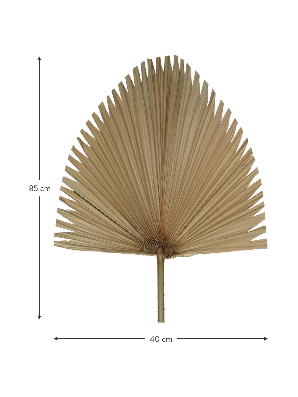 Dekoracyjny liść palmowy, Poliester, Jasny brązowy, S 40 x W 85 cm